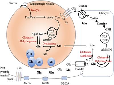 Ceftriaxone as a Novel Therapeutic Agent for Hyperglutamatergic States: Bridging the Gap Between Preclinical Results and Clinical Translation